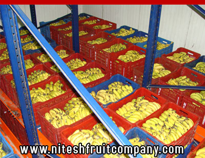 nitesh fruit company - banana cold storage in ludhiana punjab - banana ripening plant in ludhiana punjab - banana suppliers distributors in ludhiana punjab india