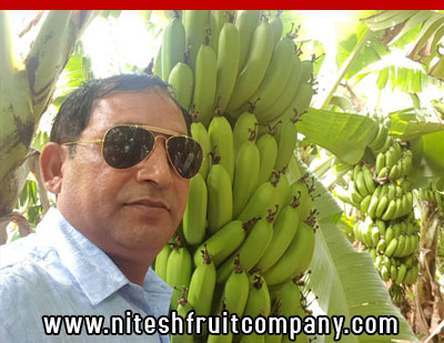 nitesh fruit company - banana cold storage in ludhiana punjab - banana ripening plant in ludhiana punjab - banana suppliers distributors in ludhiana punjab india