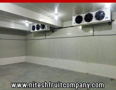 nitesh fruit company - banana cold storage in ludhiana punjab - banana ripening plant in ludhiana punjab - banana suppliers distributors in ludhiana punjab india