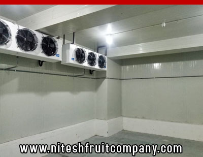 nitesh fruit company - banana cold storage in ludhiana punjab - banana ripening plant in ludhiana punjab - banana suppliers distributors in ludhiana punjab india